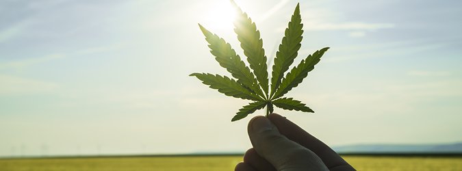 Cannabis Tax and Section 280E_675