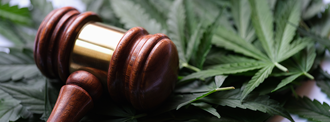 Gavel on top of Marijuana - Shutterstock photo