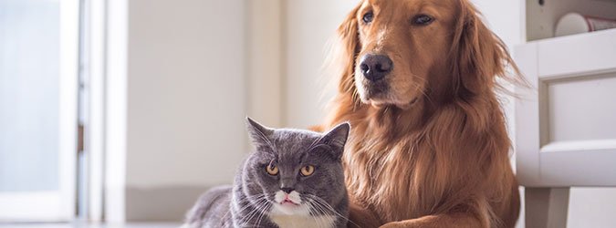 PracticingAnimalLawPostCOVID-19_675x250