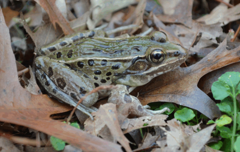 The Atlantic Coast leopard frog. (Courtesy Wikimedia Commons.)