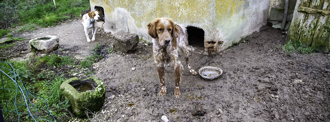 Charging Cruelty- Prosecuting Crimes of Animal Abuse and Neglect_675