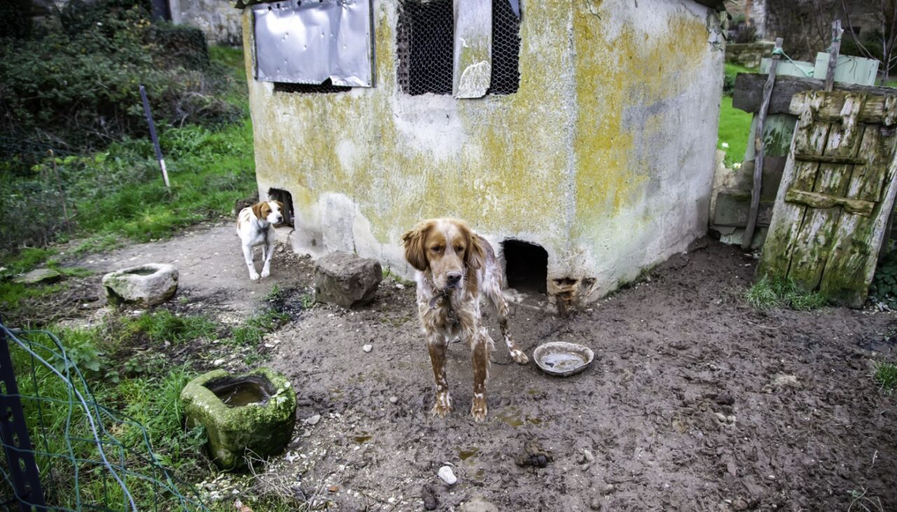 _Charging-Cruelty-Prosecuting-Crimes-of-Animal-Abuse-and-Neglect_1400