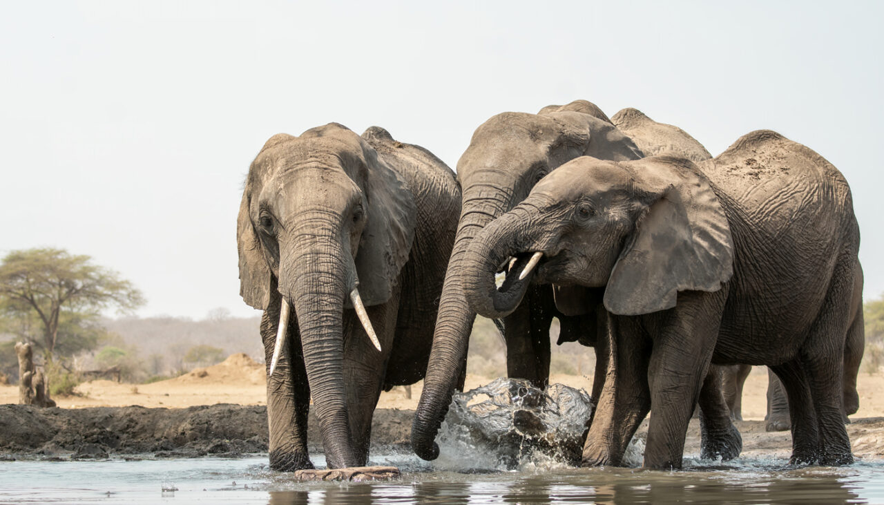 NYSBA Weekly_elephant mediation_1400x800