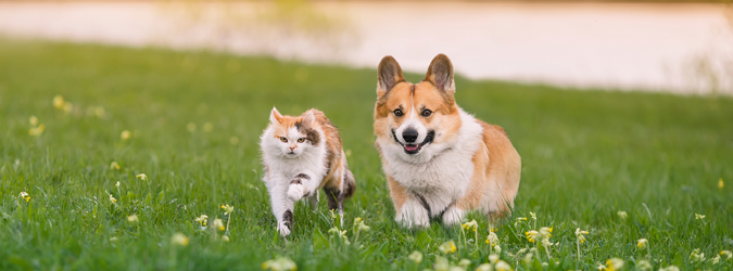 2025 Animal Law Update_675