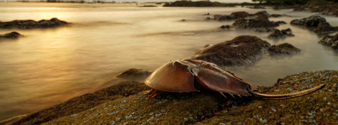 New York’s Horseshoe Crab Harvest Ban_675