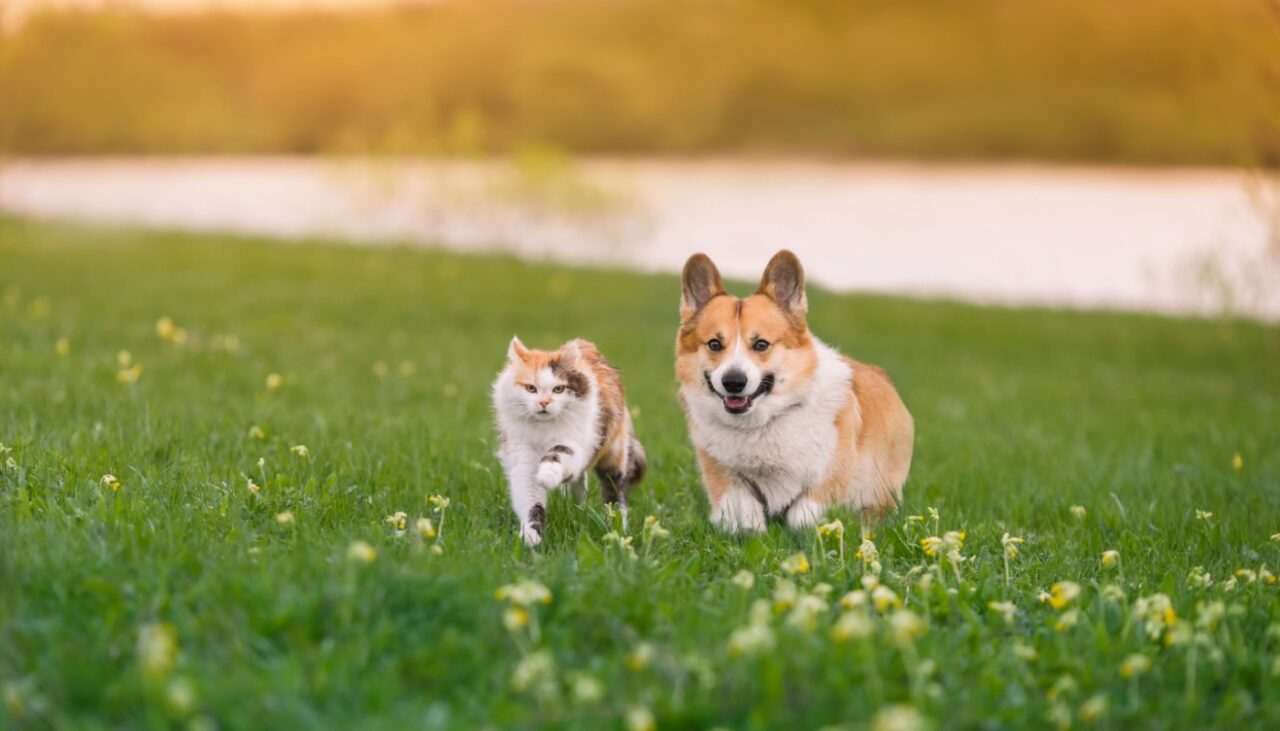 2025-Animal-Law-Update_1400