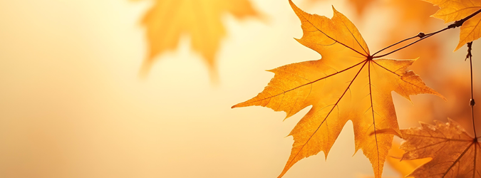 Close-up of bright orange maple leaves on branches against a warm, soft-focus background, suggesting an autumn or fall setting with gentle sunlight.